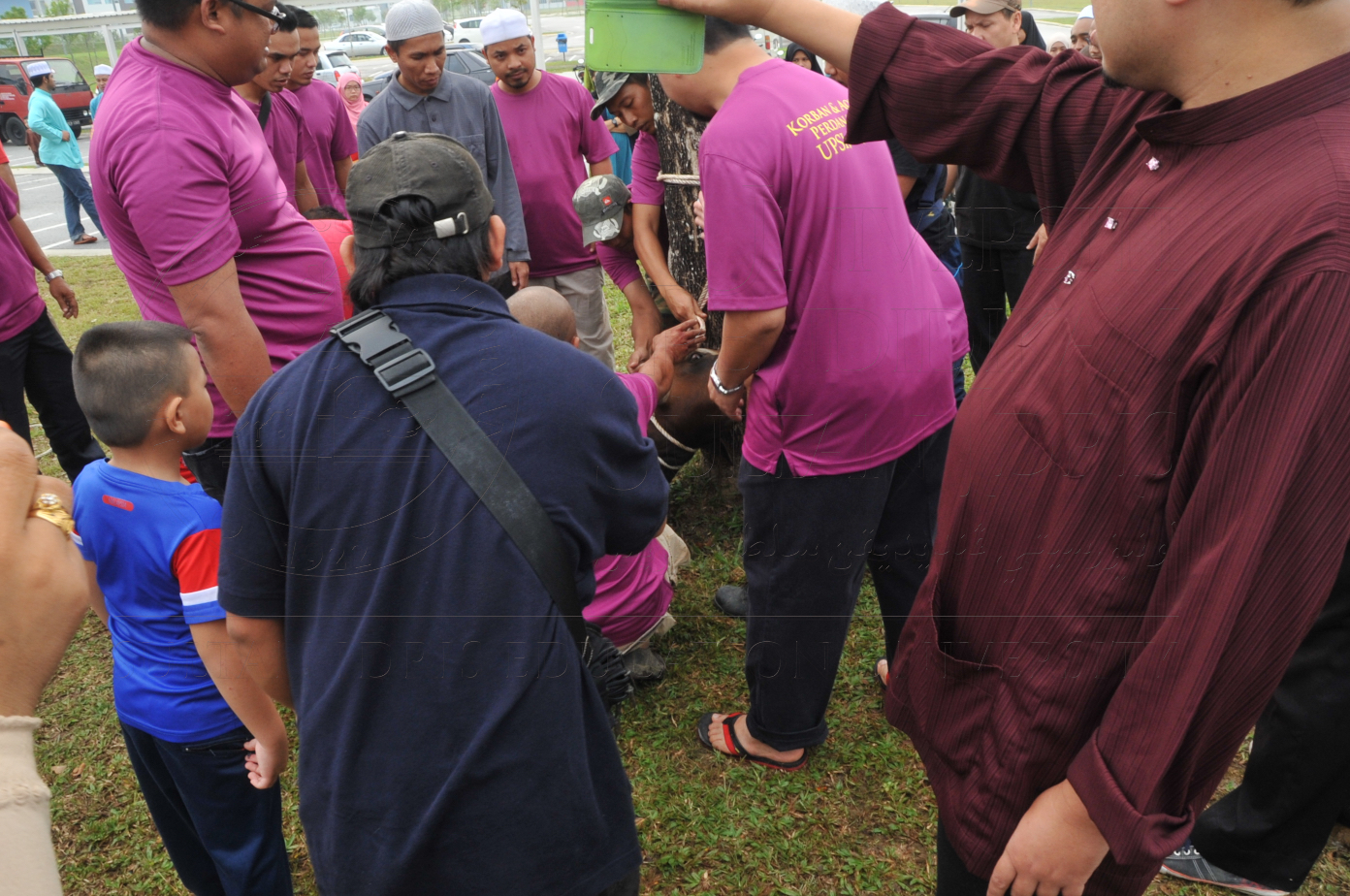 PRO15 150 KORBAN HAS 6782